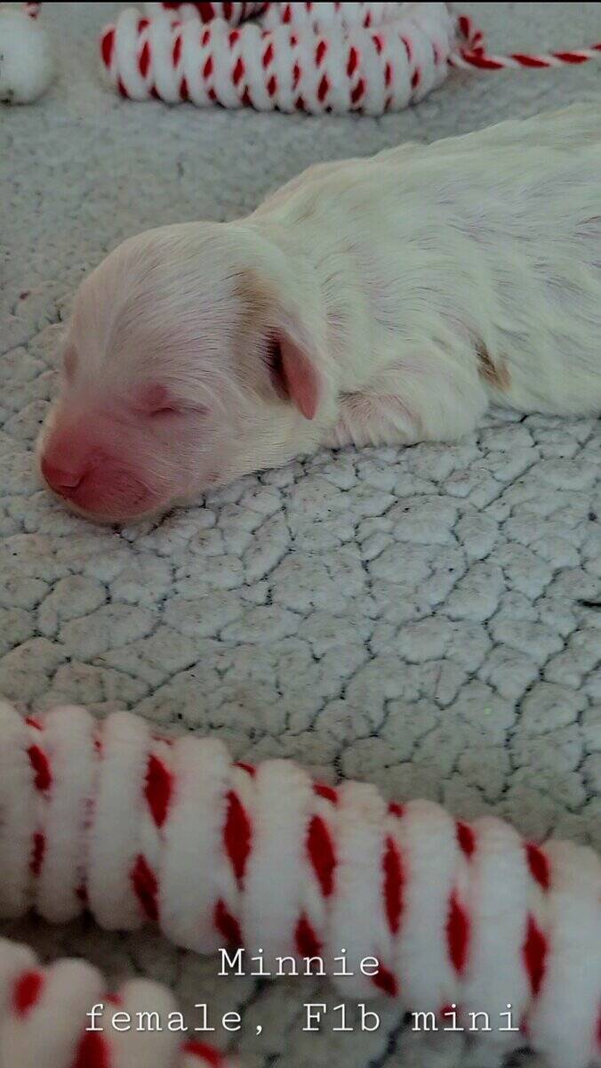 Mini Bernedoodle - Minnie image 2