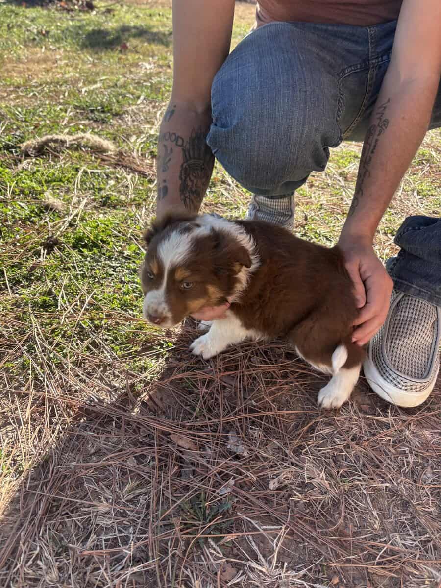 Mini/toy Aussies image 2