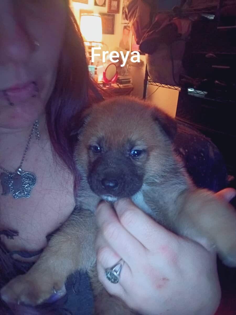 Japanese Akita/German Shepherd puppies image 8