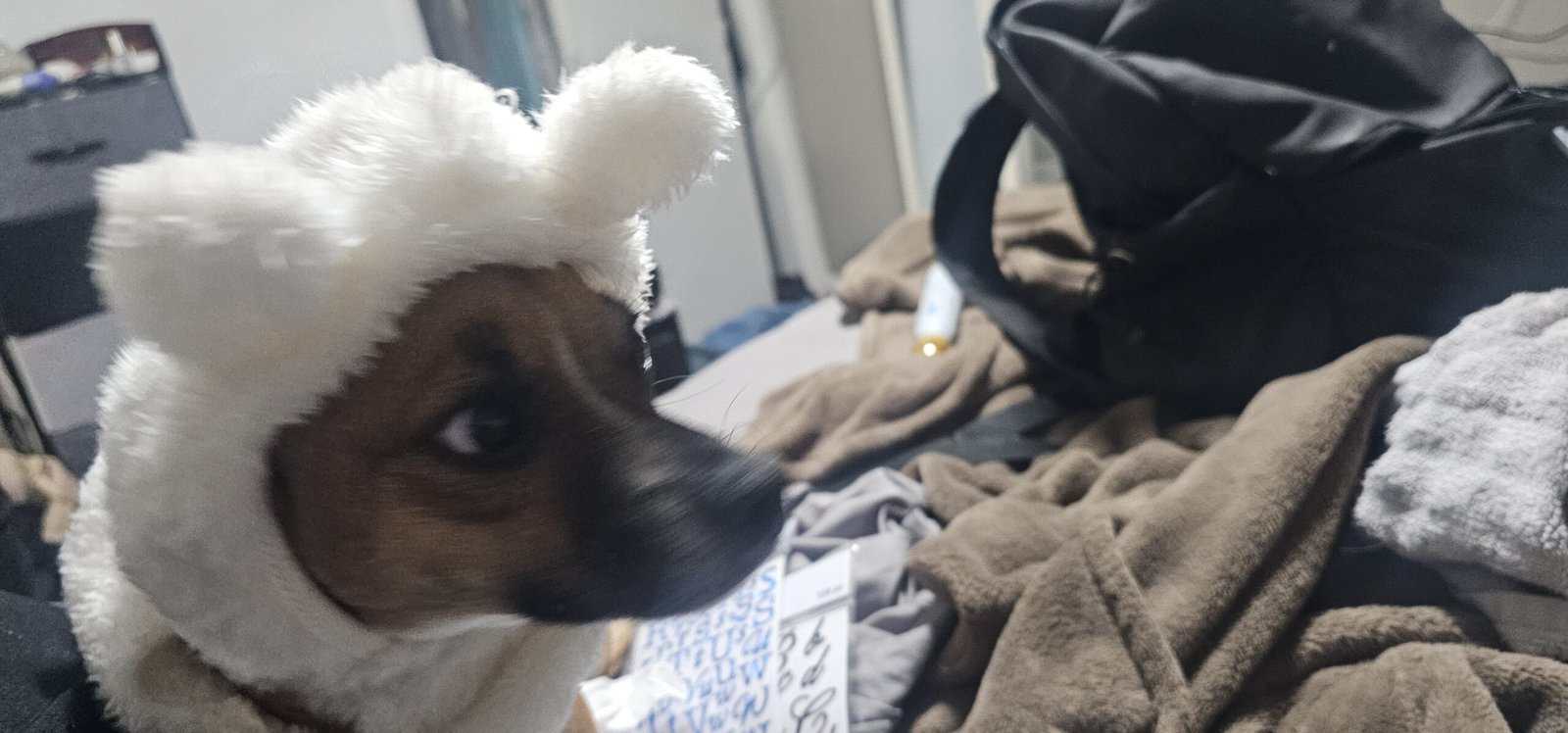 Adorable chiweenie image 1