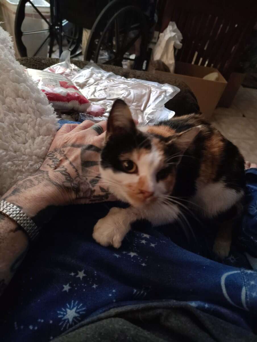 Beautiful Calico Female 6 to 8 months old. image 2