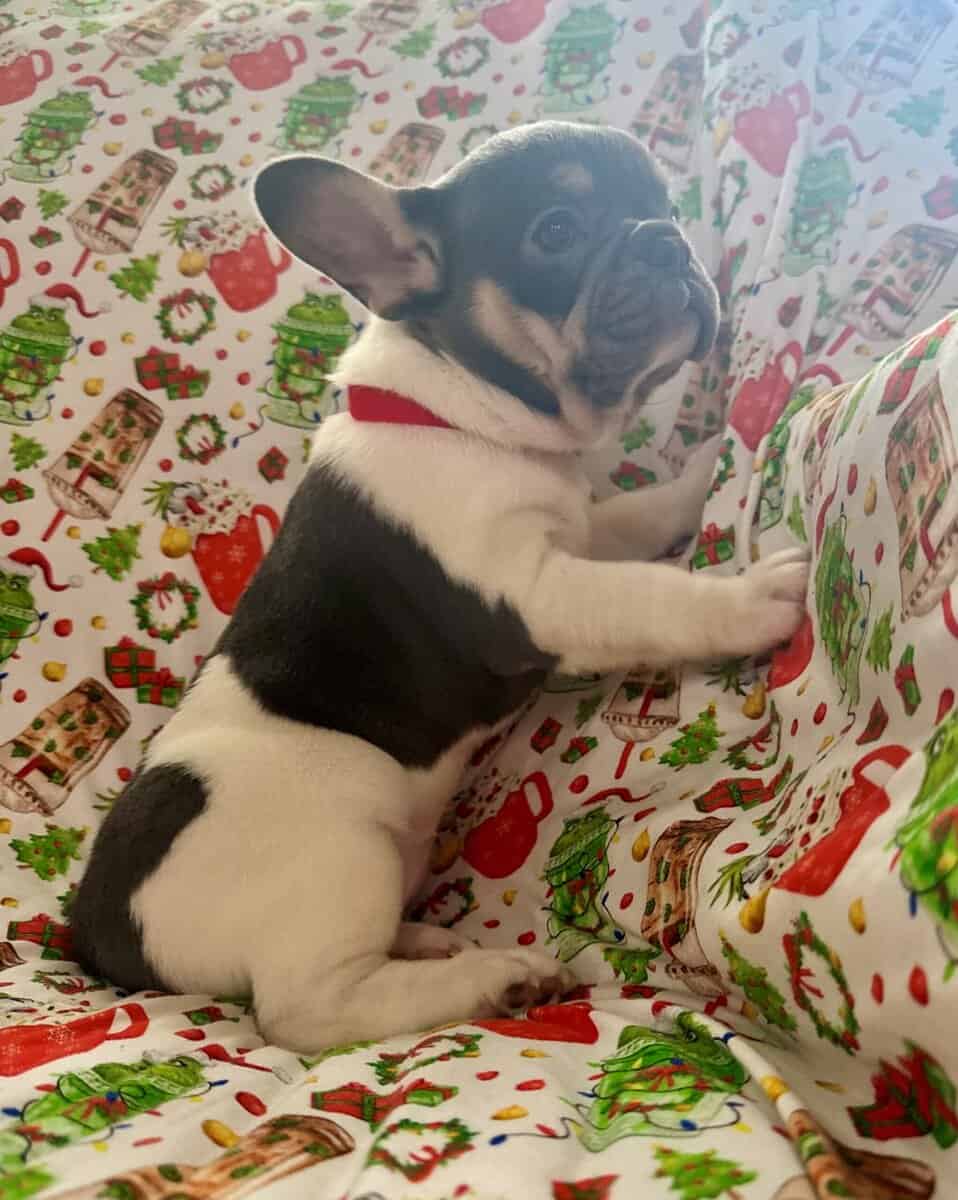 AKC Registered French Bulldog Puppy image 9
