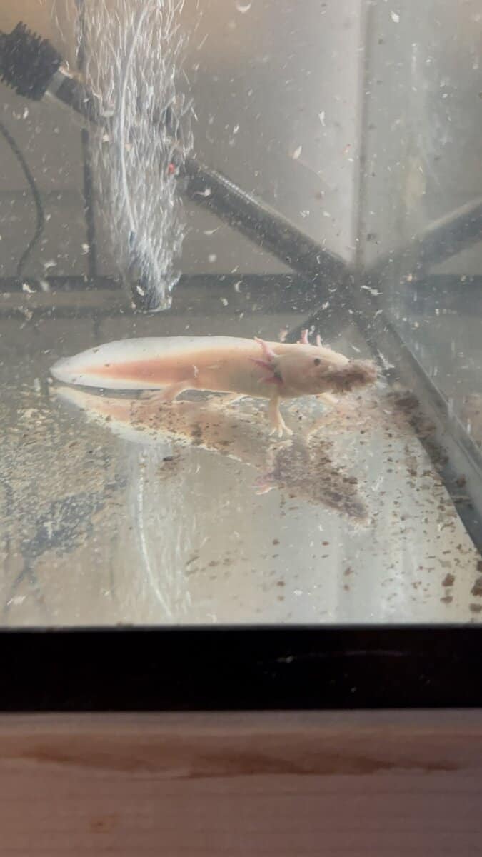 8 inch axolotl‘s image 1