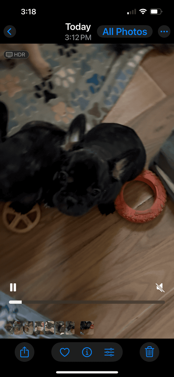 Frenchie girls looking for their home! image 5