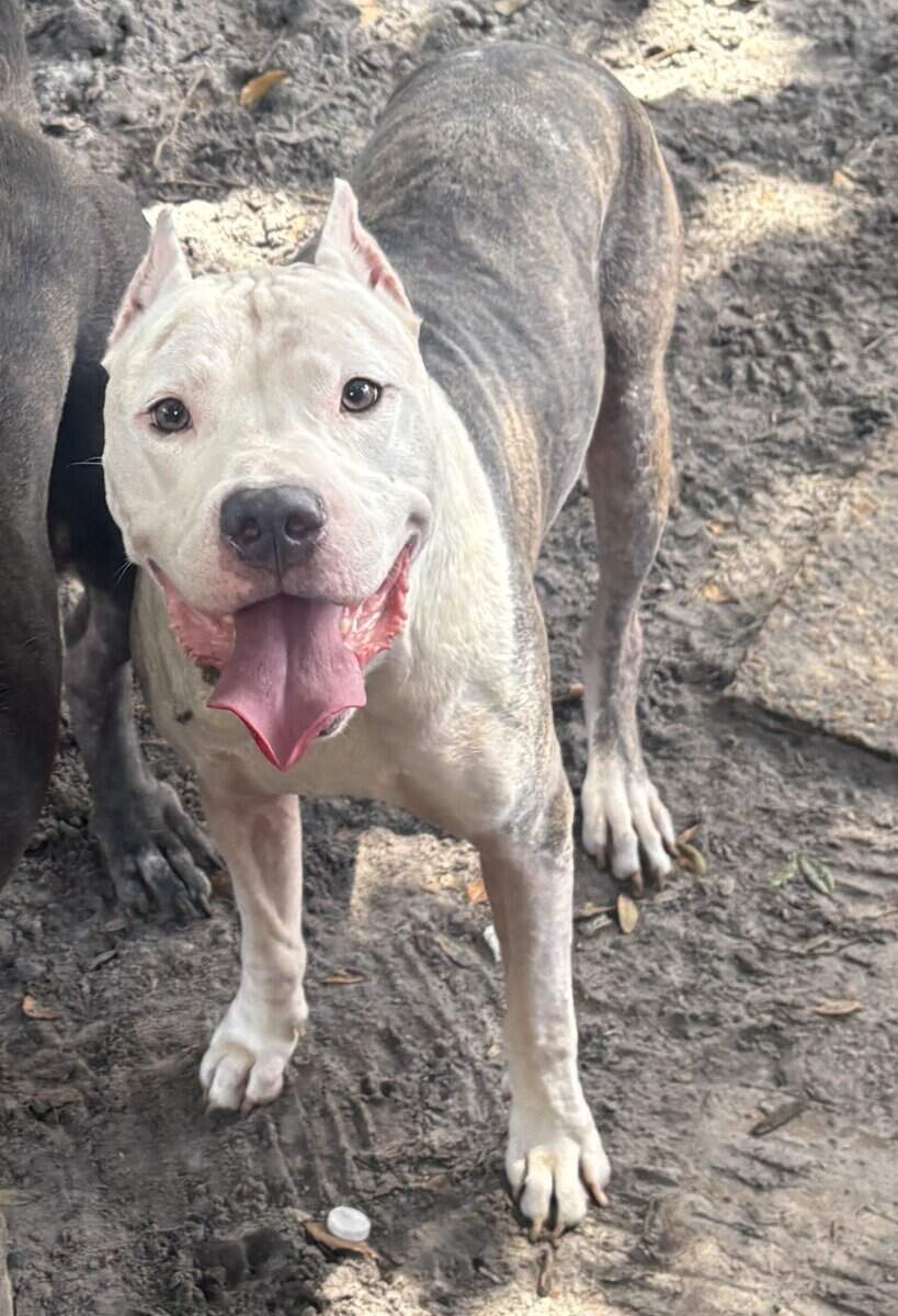 Blue pitbull terrier puppies image 5