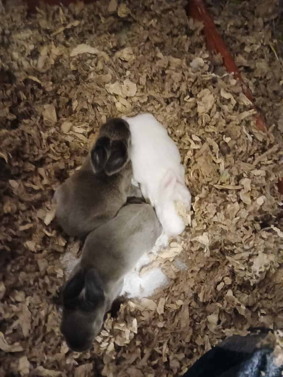 Albino Bunnies image 8