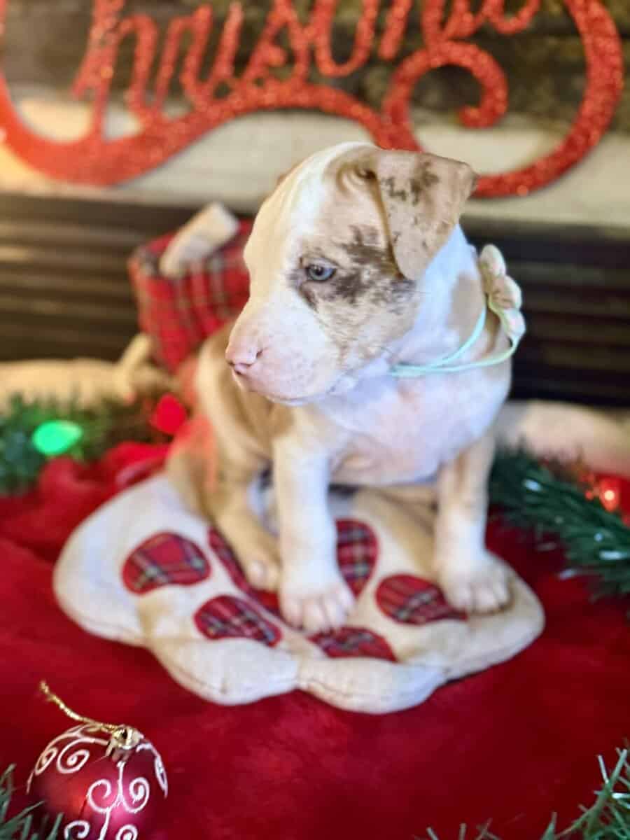 Chocolate Tri Merle Pitbulls image 7