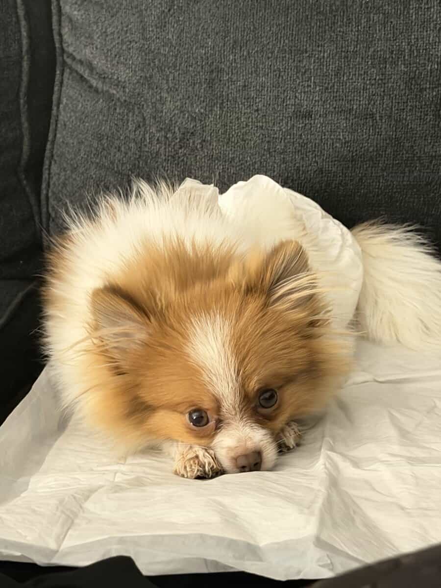 Pomeranian for sell image 5