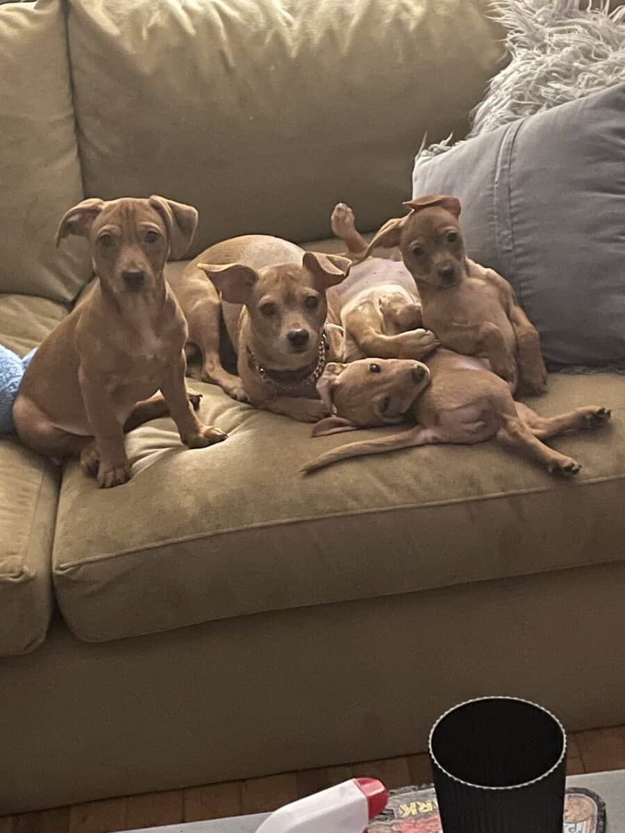Perfect Pincher Puppies image 3