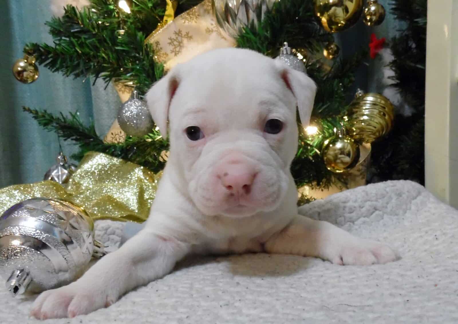 American Pitbull Terrier Mix Puppies image 4