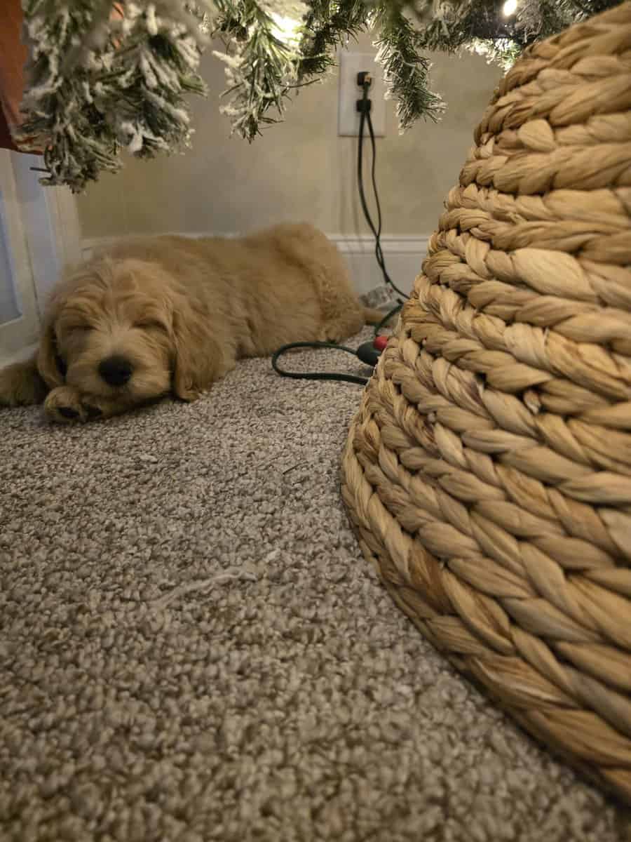 Goldendoodle Pup (Boy) image 2