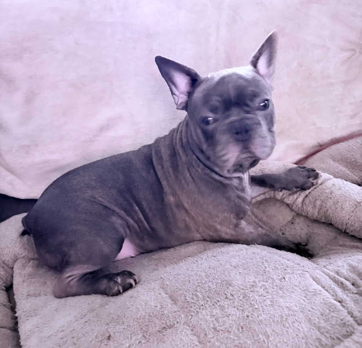 French Bulldog for sale “Oden” image 3