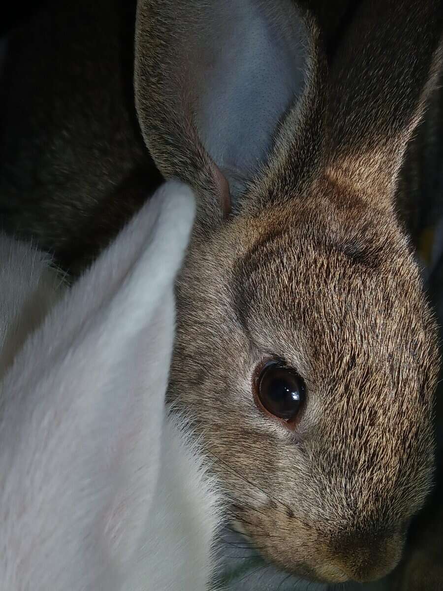 Albino Bunnies image 4