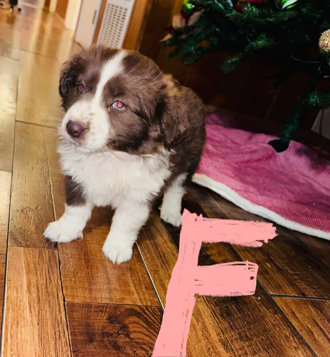 Mini/toy Aussies image 5