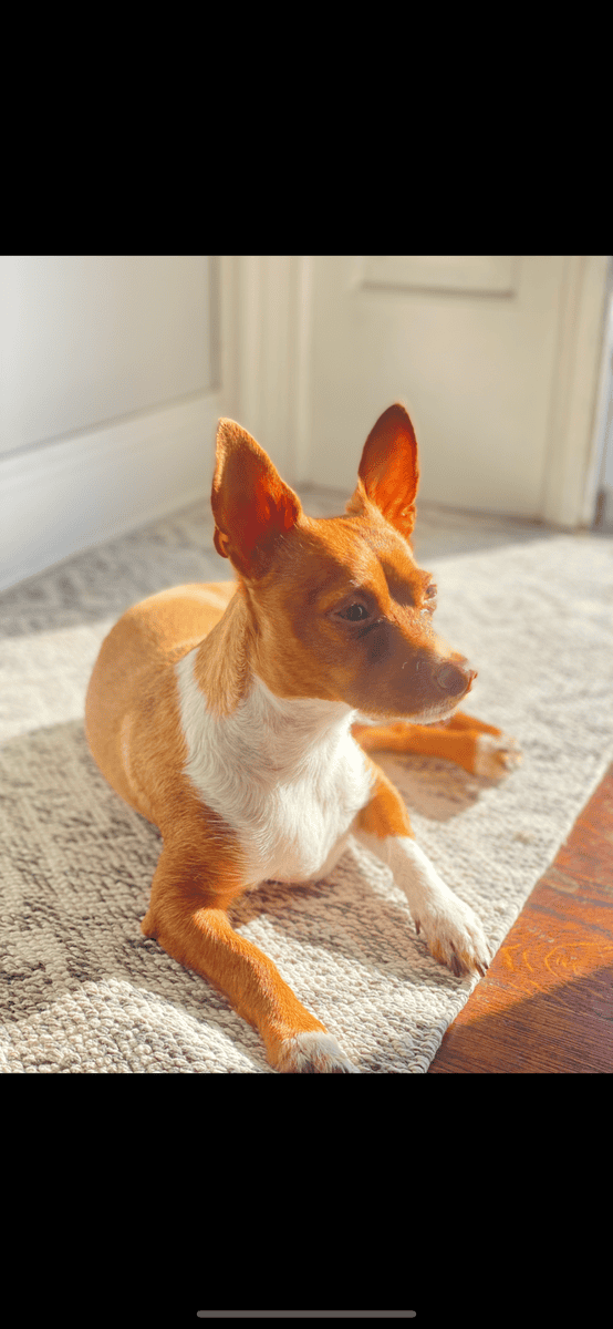 Milo needs a new home image 4