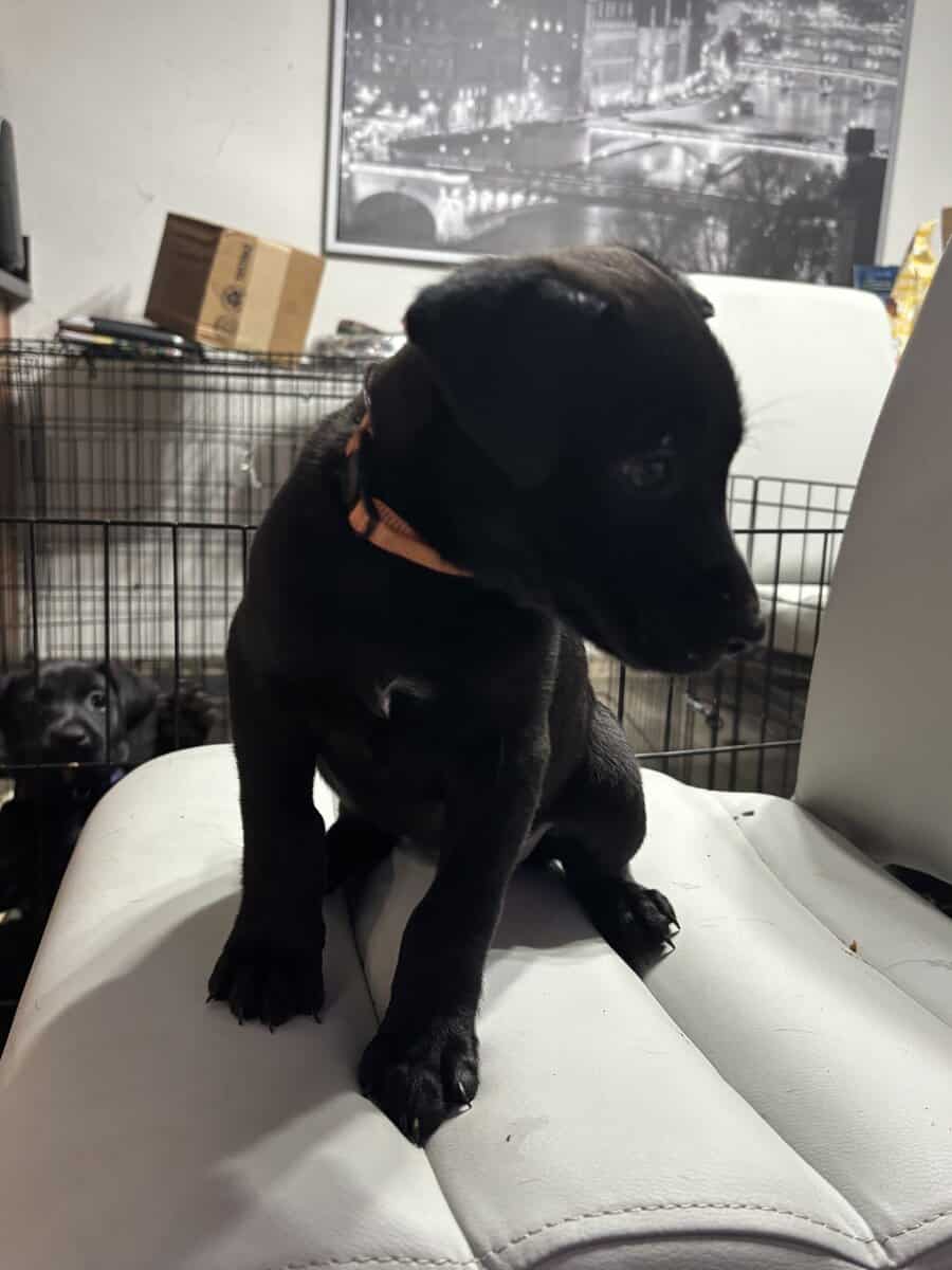 Belgian Malinois for sale image 4