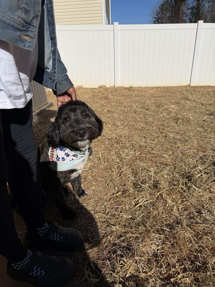 Goldendoodle rehoming image 1