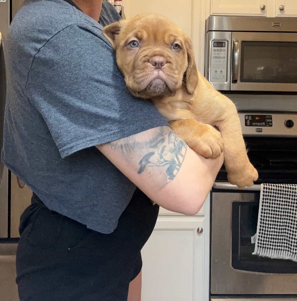 Champ BL/ 8 week old Dogue De Bordeaux pups image 8