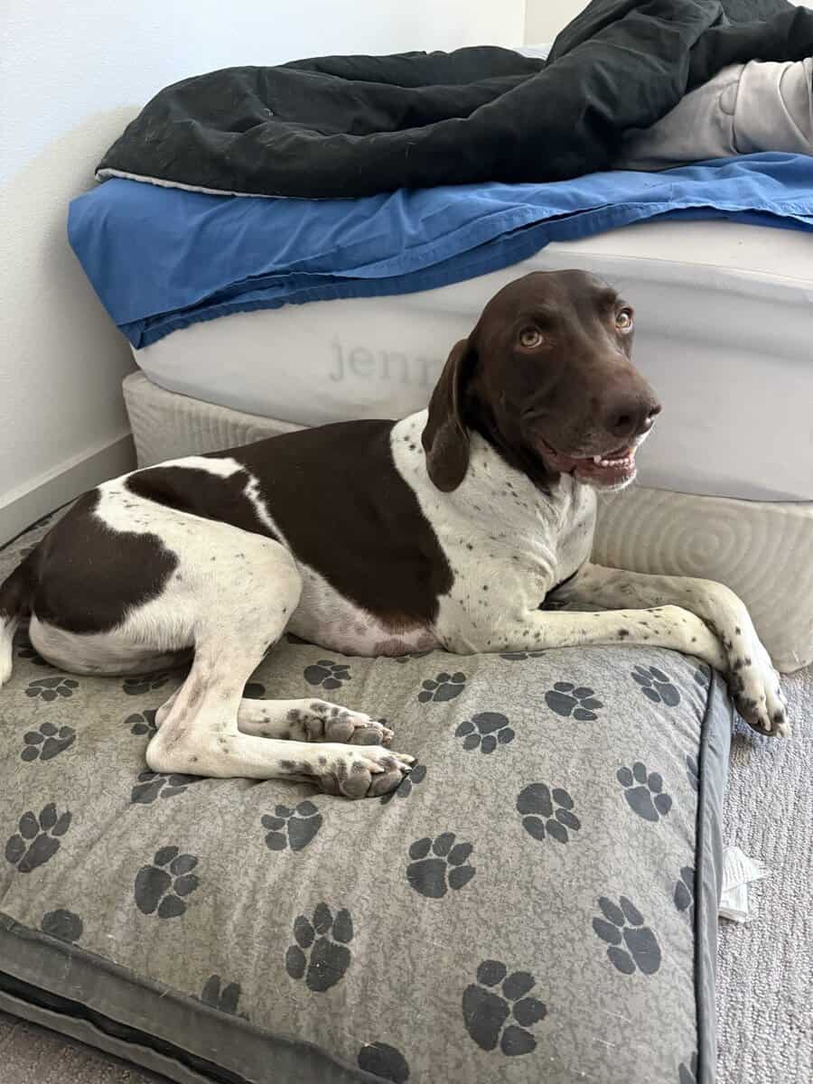 German shorthaired Pointer image 3