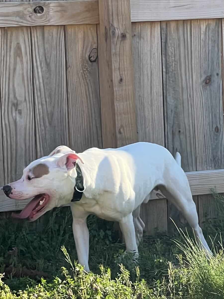 Looking for loving home for sweet Pit-Mix image 2