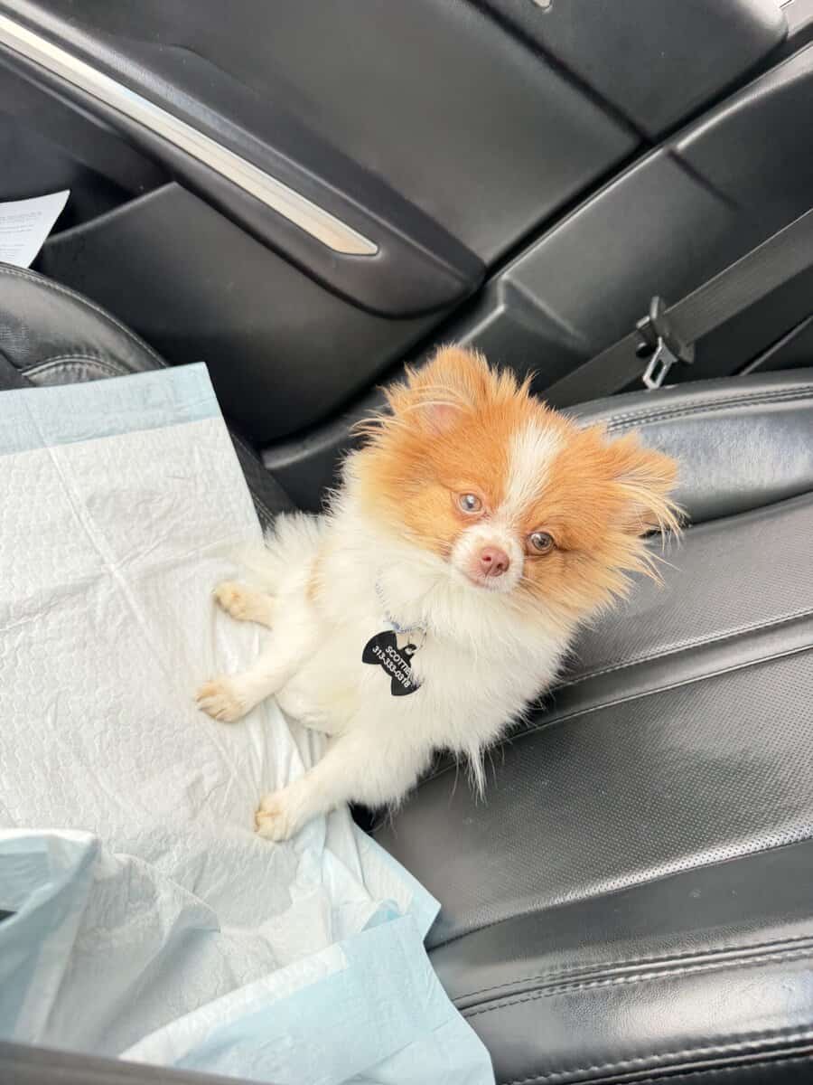 Pomeranian for sell image 1