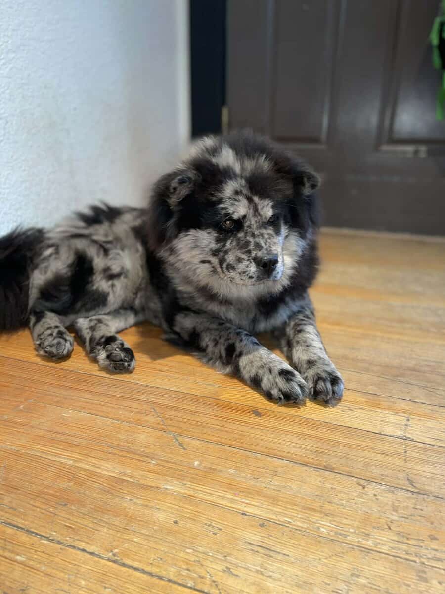 Chow puppy image 1