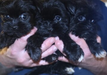 Shorkie Pups