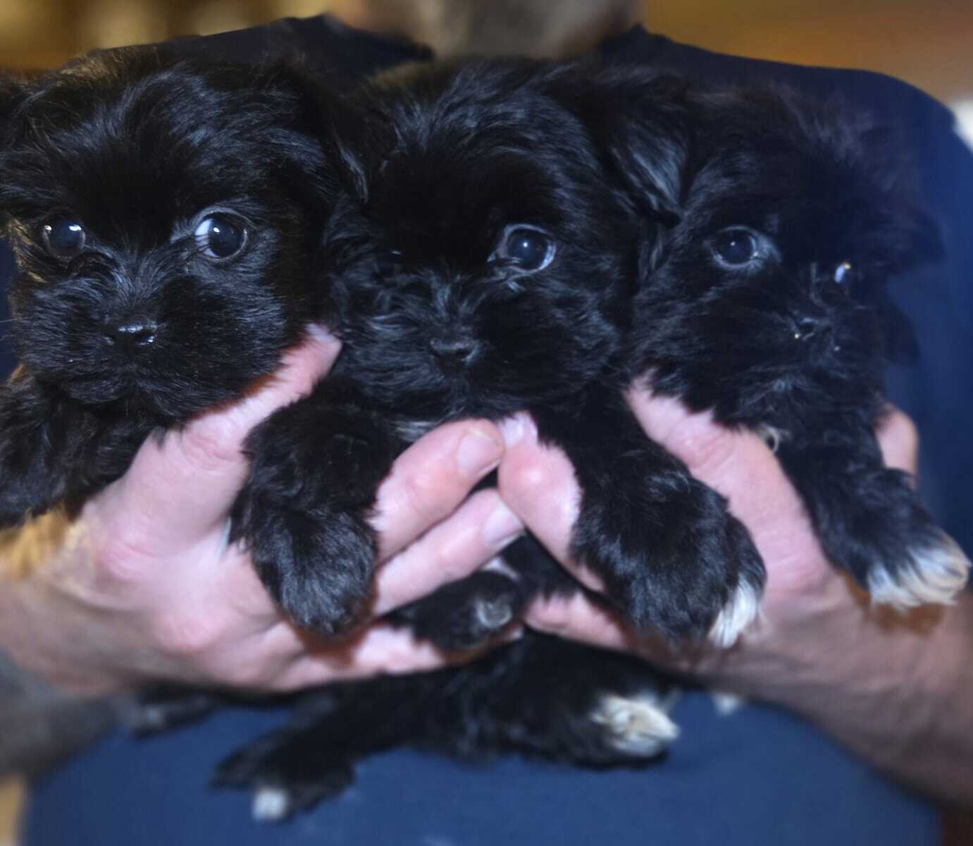 Shorkie Pups image 1