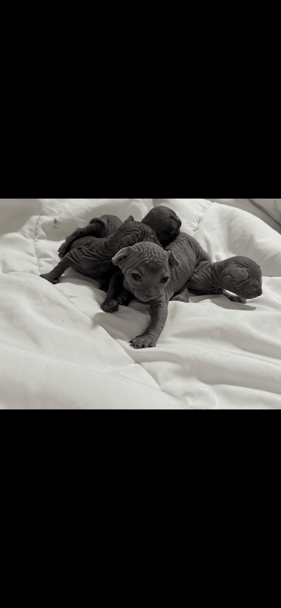 Beautiful Hairless Sphynx Kittens image 1
