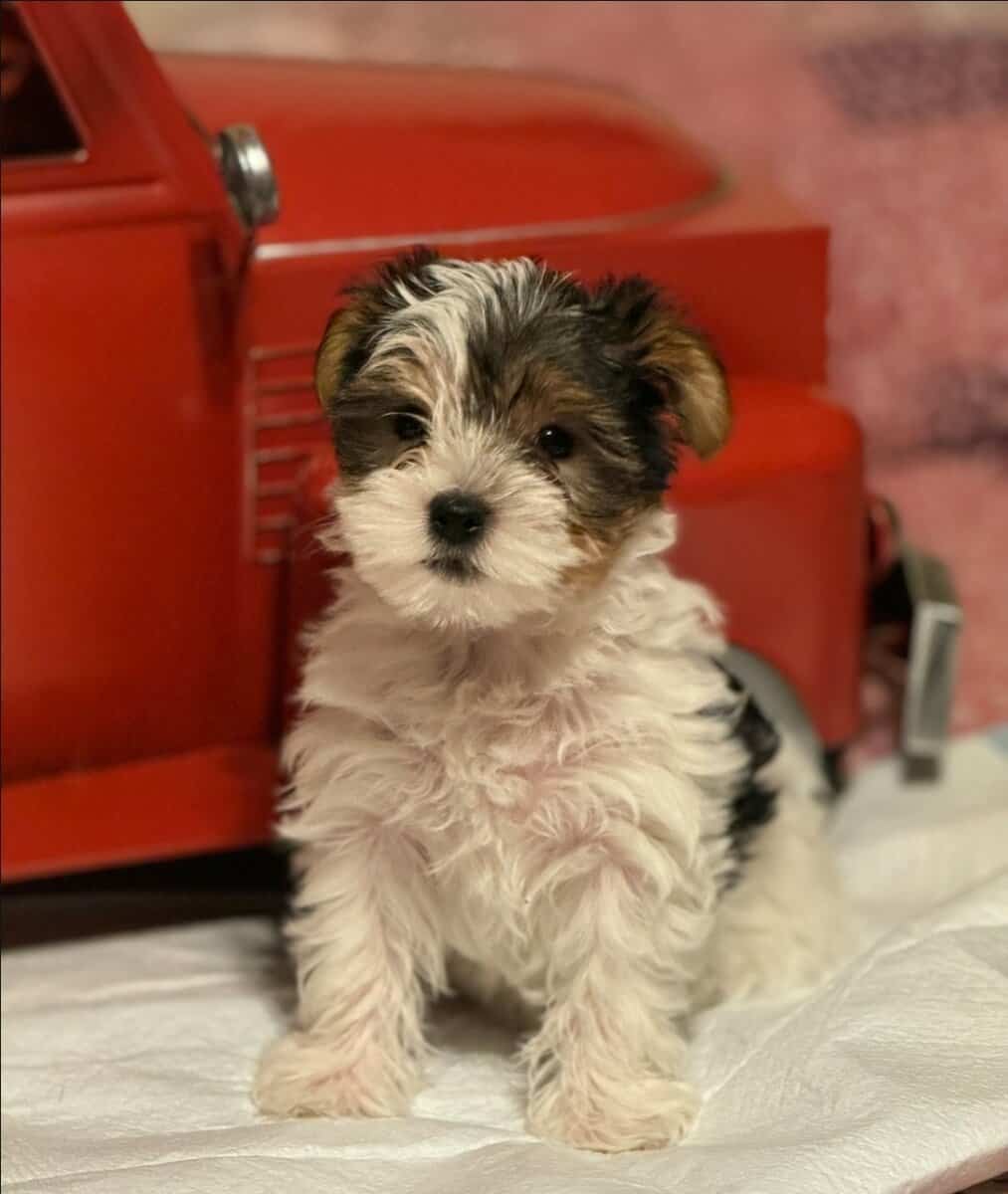 Yorkshire Terriers for sale image 2