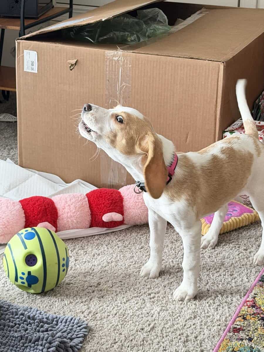 🐶💖 Forever Home Needed! image 2