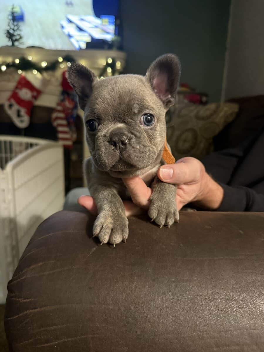 Frenchie puppies image 1