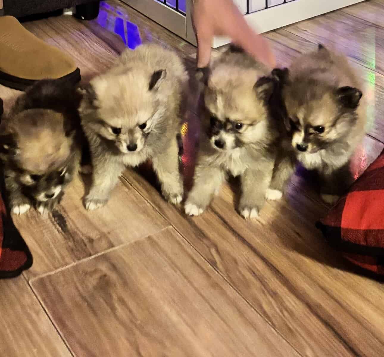 Pomeranian puppies image 4