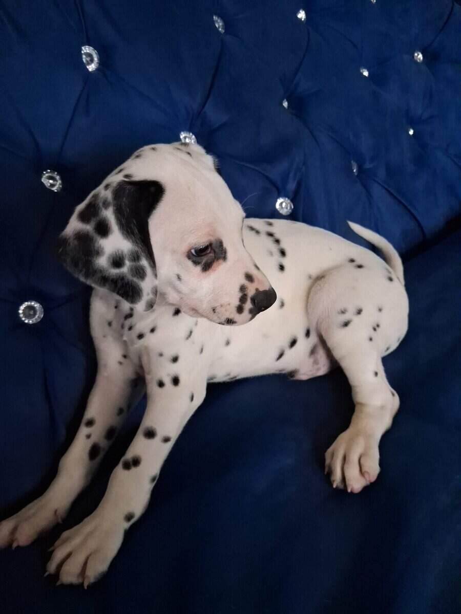 Dalmatian puppies image 1