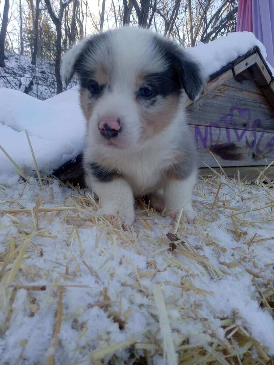 Corgi puppy for Christmas image 1