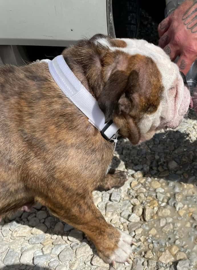 English bulldog image 3