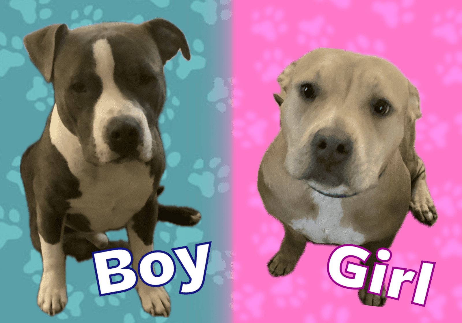 8 month old American Bullies image 2