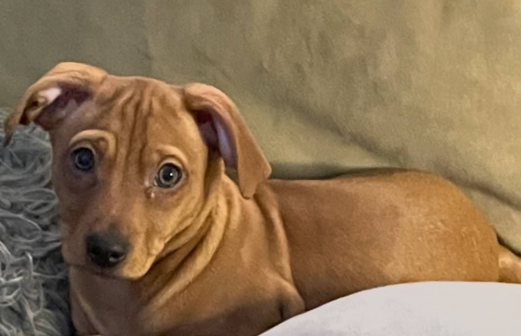Perfect Pincher Puppies image 10