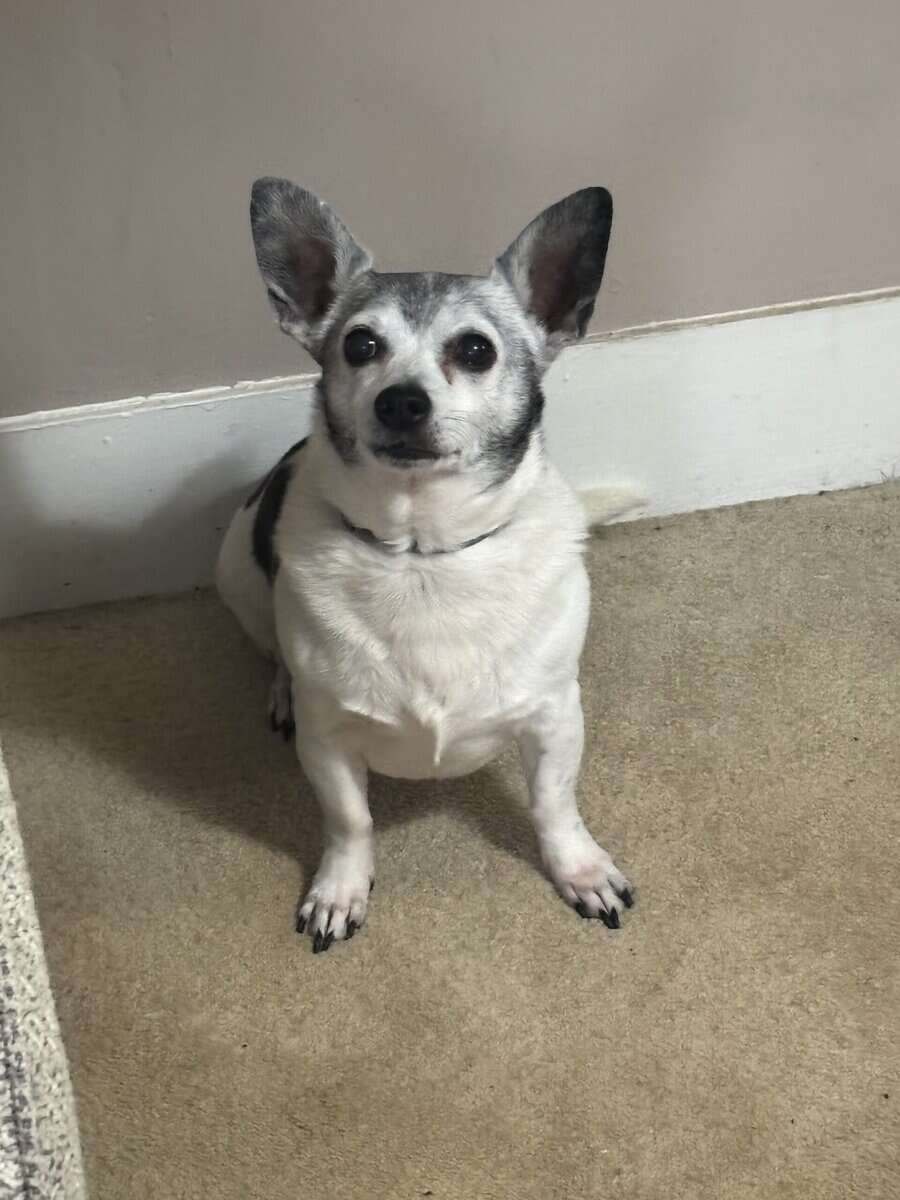 Buddy needs a new home. image 1