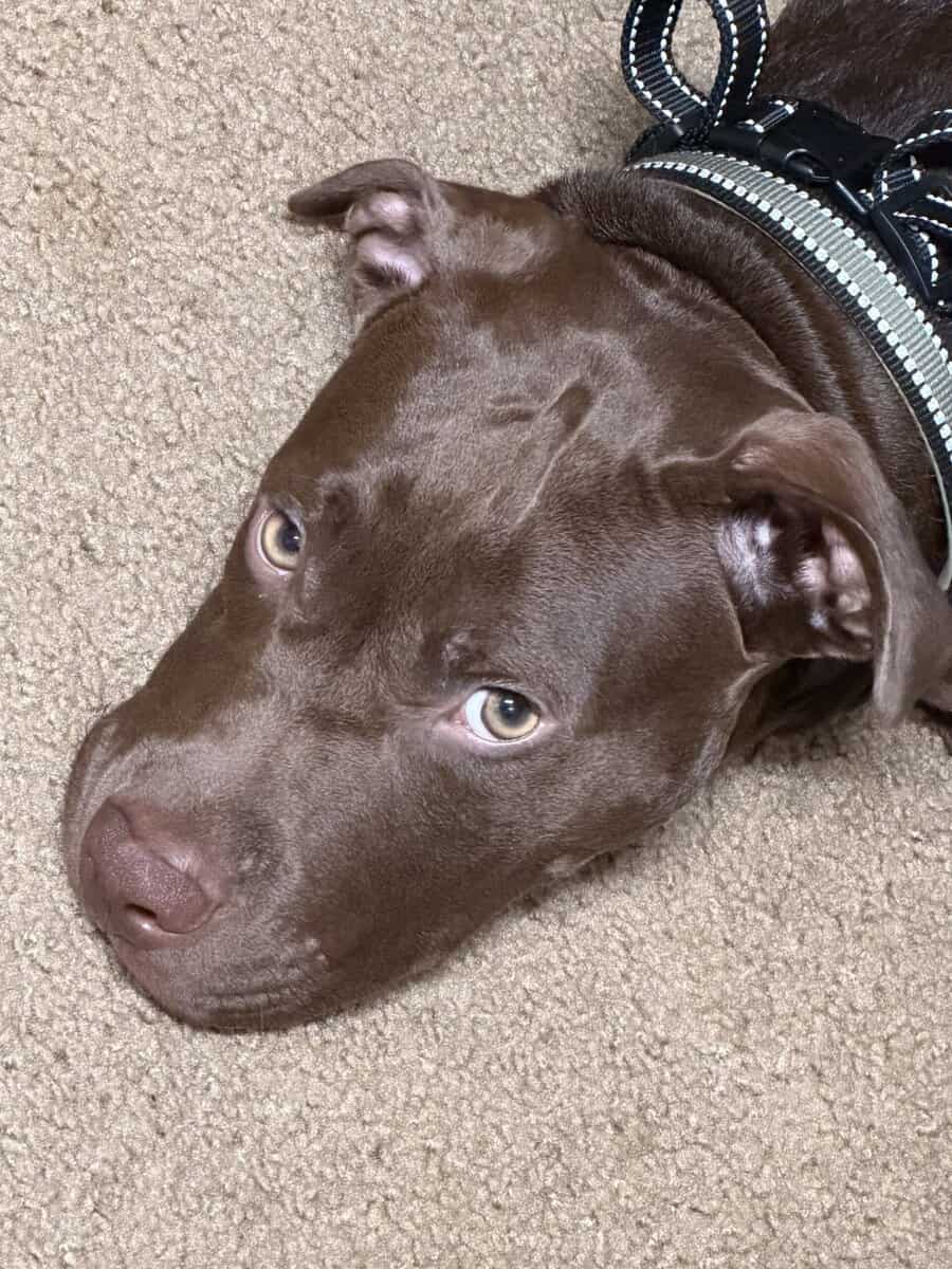 American Staffordshire Bull Terrier puppy for sale image 3
