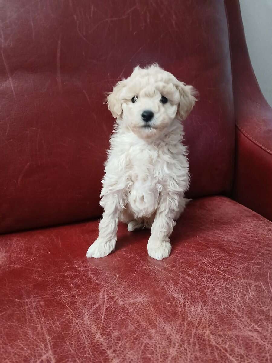 Toy Poodle image 3