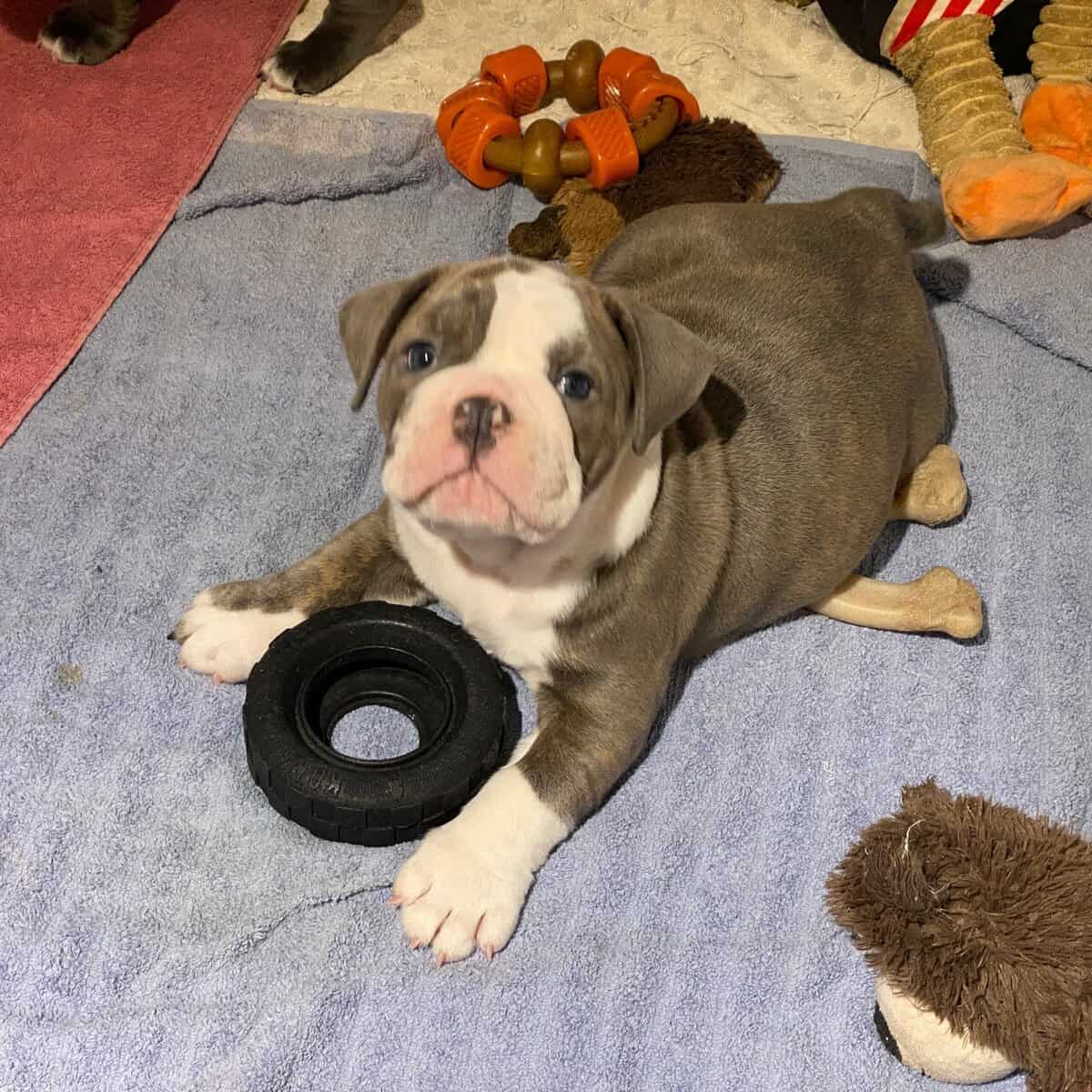 Old English Bulldog image 6