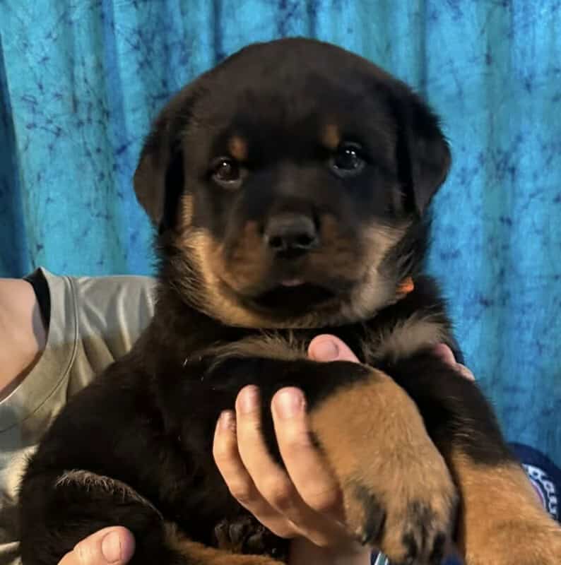 Rottweiler Puppies- AKC Champion bloodlines image 1