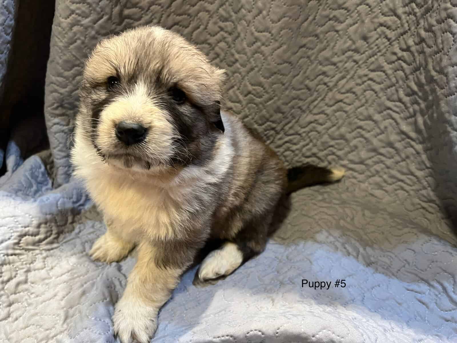 5 Farm Pups image 18