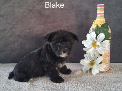 Blake the Yorkichon