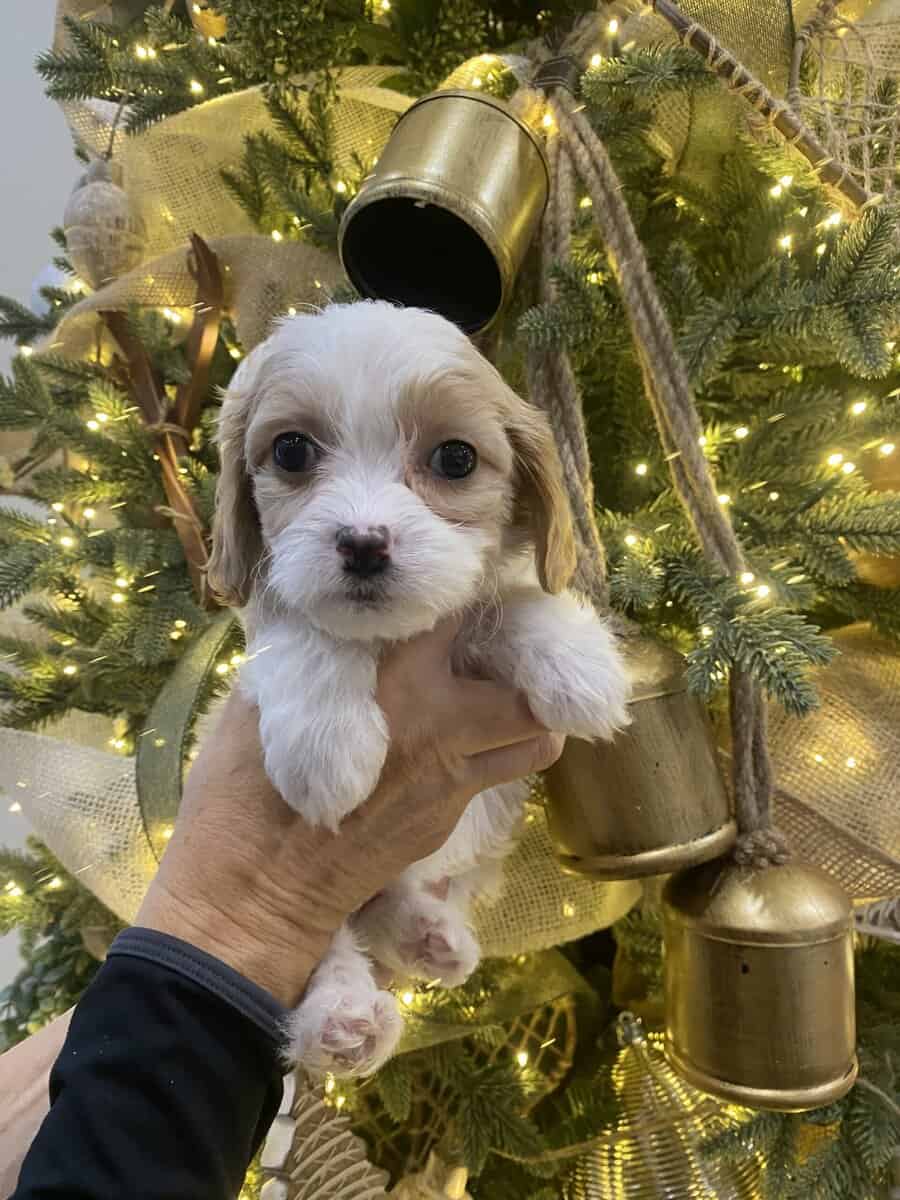 Cavachon Puppies image 3