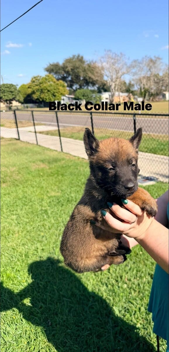 Belgian Malinois pups image 2