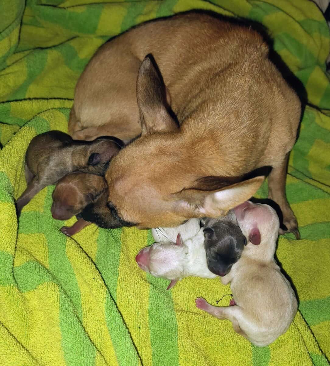 100% Pure Breed Chihuahua Puppies For Sale image 4