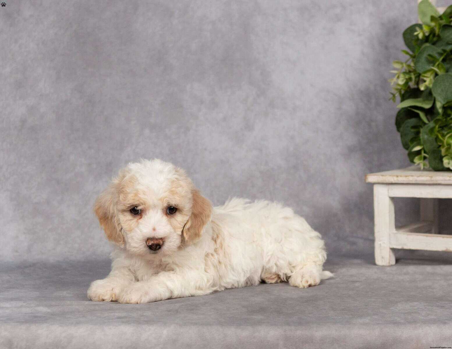 Rehoming puppy image 3