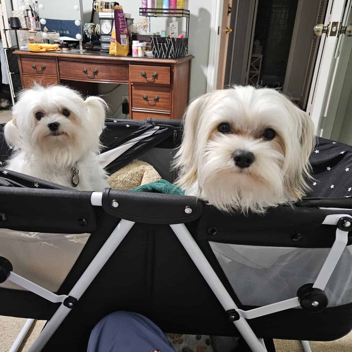 Adorable Female Morkie Puppies – Ready January 12 image 3